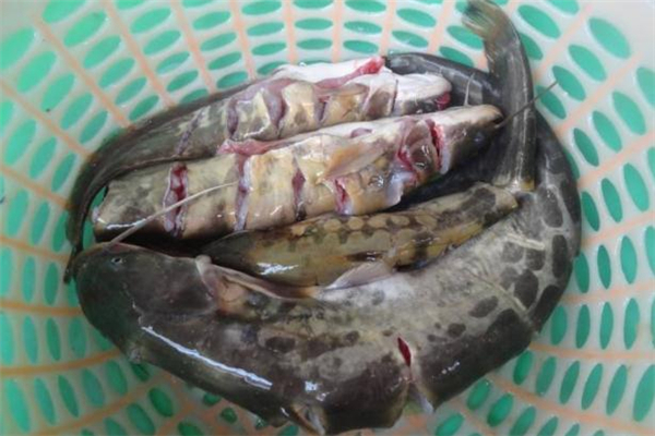 鲶鱼怎么做好吃(鲶鱼怎么做好吃又简单)