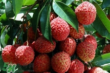 孕妇可以吃荔枝吗早期,孕妇可以吃荔枝干吗