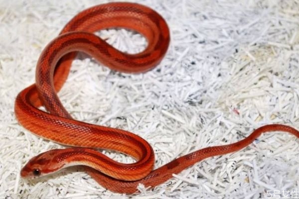 毒蛇可以吃吗(毒蛇可以吃吗?)