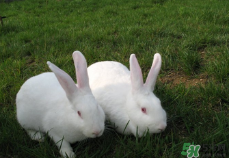 怀孕一个多月能吃羊肉吗,孕妇可以吃兔肉吗?