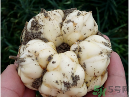 孕妇可以吃百合吗,孕妇可以吃新鲜百合吗