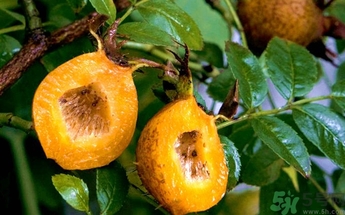 孕妇可以吃刺梨的功效和作用,孕妇可以吃刺梨吗