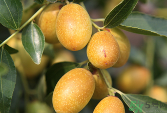 青枣子的营养价值和功效,青枣子的营养价值