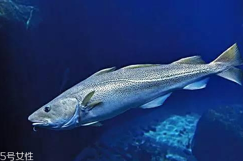 鳕鱼的分布区域(鳕鱼分布在哪里)