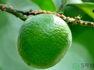 孕妇可以吃青桔子吗,孕妇可以吃青桔子吗中期