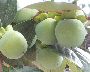 孕妇可以吃青柿子吗?,孕妇可以吃青柿子吗?孕晚期