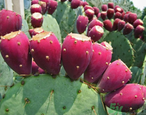 仙人掌果的营养价值,仙人掌果有什么营养功效