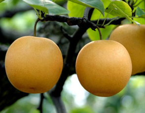 孕妇可以吃丰水梨吗,怀孕可以吃梨水吗