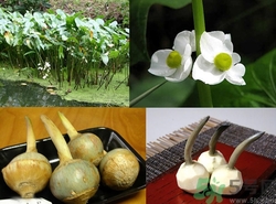 慈菇孕妇能吃嘛,孕妇不能吃茨菇的原因 慈菇孕妇能吃嘛,孕妇不能吃茨菇的原因