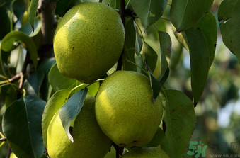 感冒可以喝白酒吗(感冒可以喝白酒吗 嗓子疼 鼻子不通) 感冒可以喝白酒吗(感冒可以喝白酒吗 嗓子疼 鼻子不通)