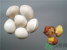 孕妇能吃白果仁吗,孕妇不能吃白果吗 孕妇能吃白果仁吗,孕妇不能吃白果吗