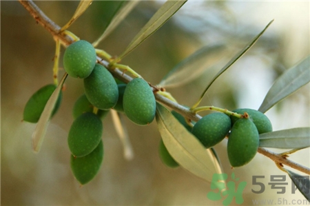 怀孕可以吃橄榄吗?,孕妇可以吃橄榄吗中期