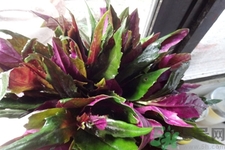 孕妇能吃紫背天葵吗,紫背天葵能生吃吗