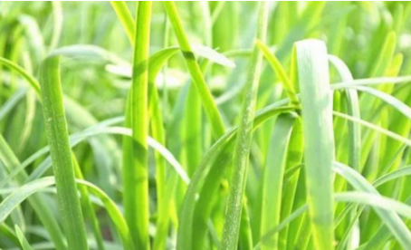 韭菜的营养价值(韭菜的营养价值及功效) 韭菜的营养价值(韭菜的营养价值及功效)