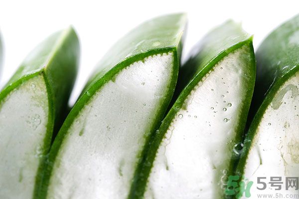 孕妇可以吃芦荟吗?,孕妇可以吃芦荟吗早期