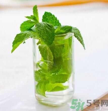 孕妇可以喝薄荷茶吗?,孕妇可以喝薄荷茶吗早期 孕妇可以喝薄荷茶吗?,孕妇可以喝薄荷茶吗早期