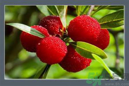 孕妇可以吃杨梅吗?,孕妇可以吃杨梅吗?孕早期 孕妇可以吃杨梅吗?,孕妇可以吃杨梅吗?孕早期