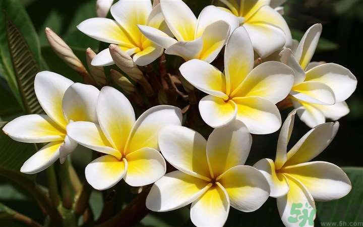 怀孕了能养花吗,怀孕可以养花吗