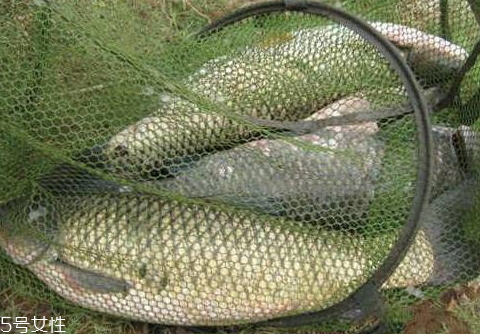 钓青鱼装备(钓青鱼装备) 钓青鱼装备(钓青鱼装备)