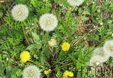 蒲公英能去胎毒吗,蒲公英能解毒吗