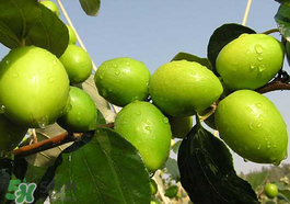 百雀羚洗面奶怎么样(百雀羚洗面奶哪款好用)