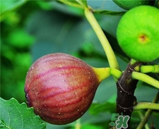 无花果可以下奶吗 无花果催奶的正确吃法,无花果能催奶吗