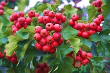 山楂能不能回奶,吃山楂片可以回奶吗