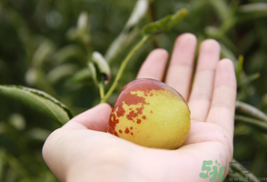 月子产妇可以吃鲜枣吗,产妇可以吃鲜枣吗