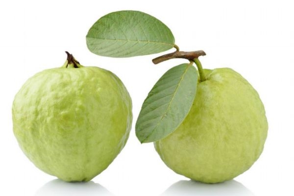 番石榴的生长环境是怎么样的呢(石榴的生长环境和条件)