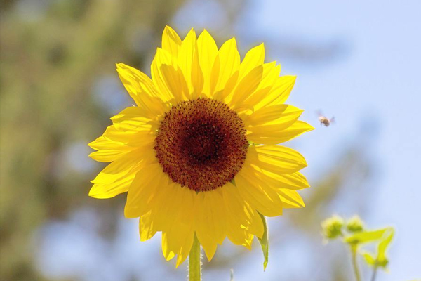 怎么安慰忧郁症的人(如何劝导一个抑郁的人)