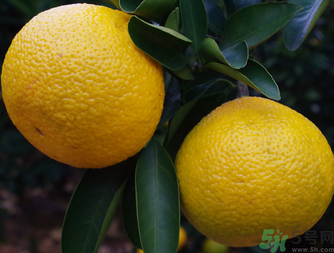 吃桔子的好处和功效,吃桔子的好处和坏处 吃桔子的好处和功效,吃桔子的好处和坏处