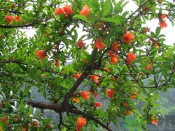 用石榴籽能种出石榴树吗,石榴怎么种植,石榴籽可以种吗