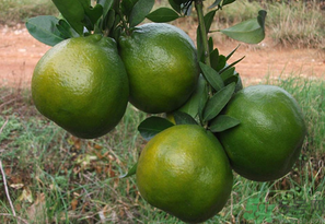 桔子怎样保鲜,桔子的储存和保鲜方法 桔子怎样保鲜,桔子的储存和保鲜方法