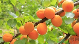 猕猴桃和杏仁可以在一起吃吗,猕猴桃和杏仁露能一起吃吗