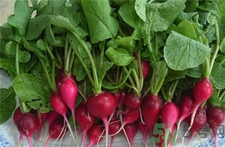 萝卜上面的叶子可以吃吗,萝卜的叶子叫啥