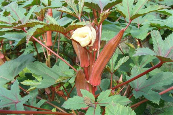 红秋葵好还是绿秋葵好,绿秋葵和黄秋葵的区别 红秋葵好还是绿秋葵好,绿秋葵和黄秋葵的区别