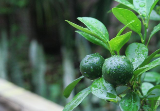 青桔子的营养价值和它的作用,青桔的营养价值和功效 青桔子的营养价值和它的作用,青桔的营养价值和功效