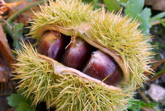 板栗的食用价值,板栗的食用价值和功效