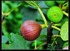 新鲜无花果能冷冻保存吗,无花果可以冷藏保鲜吗