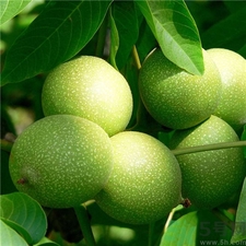 核桃皮弄到手上洗不掉怎么办,怎样剥核桃皮 核桃皮弄到手上洗不掉怎么办,怎样剥核桃皮