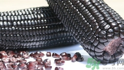 黑玉米是不是转基因玉米,黑糯玉米是转基因农作物品种吗