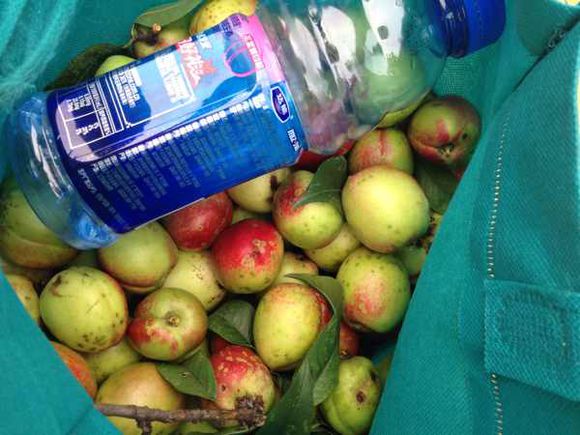 野桃子能吃吗,不能食用的野桃子