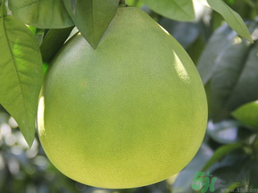 柚子的营养价值和作用,柚子的作用和功效果