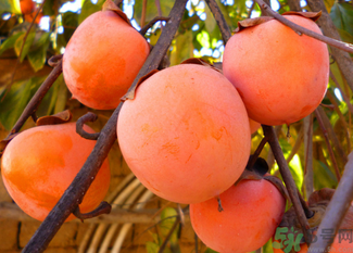 吃柿子不能和什么食物一起吃,柿子不能跟什么食物同吃 吃柿子不能和什么食物一起吃,柿子不能跟什么食物同吃