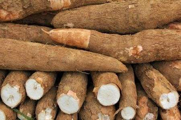 什么人不适合吃木薯粉,什么人不适合吃木薯