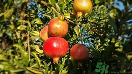 石榴皮可以泡水喝有什么用,石榴皮泡水喝有什么功效禁忌 石榴皮可以泡水喝有什么用,石榴皮泡水喝有什么功效禁忌