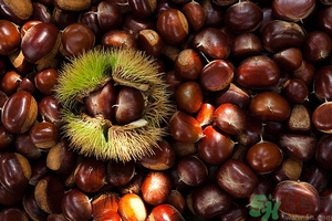 板栗和海鲜能一起吃吗?,板栗跟海鲜能一起吃吗