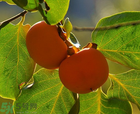 吃柿子好处和坏处,柿子吃多了有什么好处和坏处