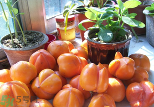 为何叫懒柿子,懒柿子是什么意思