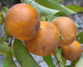 野柿子能吃吗?有什么作用?,柿子分几种